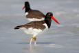 American oystercatcher