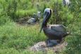 a pelican sits in its nest with a few smaller birds in the background