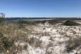 Dunes and vegetation on a Florida beach, looking out into the Gulf of Mexico.