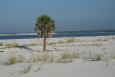 Small palm stands alone on a beach on Santa Rosa Island in Florida. The sea is in the background.