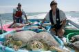 Scientists transport rehabilitated sea turtles to release them in the water.