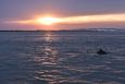 Sunset over dunes and marsh in Destin Florida, a dolphin dorsal fin breaches the water in the foreground.