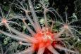Colorful deep-sea mushroom coral in the Gulf of Mexico. 