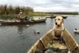 Three small boats called "pirogues" float in open water near a marsh. One boat has a dog and the other two have hunters. Duck decoys float nearby.