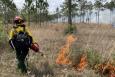 a firefighter with a yellow jack and hat on lights a prescribed fire on dry land