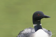 black and white loon on a green background