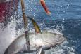 A fish is hooked in the water next to a boat, being pulled into the boat.