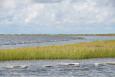 Marsh and water habitat in Louisiana. Credit: Coastal Protection and Restoration Authority.