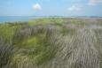 Marsh and open bay looking west at Grand Bay, Mississippi.