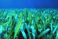 Florida seagrass