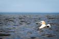 A northern gannet floats on the water.