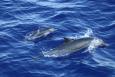 Dolphin swimming in the Gulf of Mexico, breaching the surface.