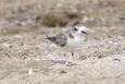 A small shorebird sanding on the beach, each leg has ID bands.