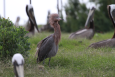 Several birds surrounded by green vegetation