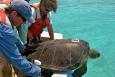 Scientists releasing a sea turtle tagged with a tracking device.