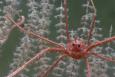 A squat lobster resides on a deep sea octocoral.