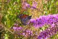 A monarch butterfly rests on a liatris at St. Joseph Bay State Buffer Preserve