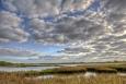 Marsh with some open water under layer of clouds dotting a bright blue sky..