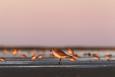 A small shorebird in focus in the foreground standing on the sand, with many additional shorebirds out of focus behind it