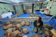 a smiling person kneels amongst a group of sea turtles resting on top of a blue tarp