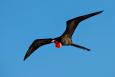 a magnificent frigatebird flies through the blue sky with wings open