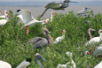 wading birds on the Alabama coast