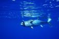 large bluefin tuna swims though water