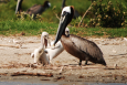 brown pelicans on the beach