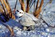 Snowy plover nesting on beach habitat.