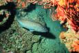 A gag grouper (fish) swims near a rocky reef with pink corals nearby.