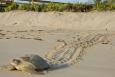 a green sea turtle is moving down a beach in sand 