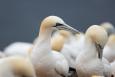 A group of northern gannets gather on a beach. Credit: Daniel Lerps/Creative Commons