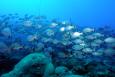 School of chub fish in the Gulf of Mexico. Credit: G.P. Schmahl/Flower Garden Banks National Marine Sanctuary