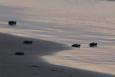 5 tiny turtle hatchlings crawl along a sandy beach