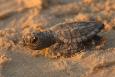 Kemp's Ridley Sea turtle hatchling