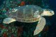 Loggerhead turtle with rocky reef behind it.