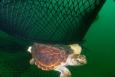 Sea turtle and net