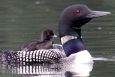 A black loon chick rides the back of its parent.