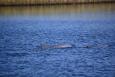 the dorsal fins of two dolphins are shown as they swim through blue water