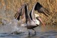 pelican lifting off from marsh in Louisiana