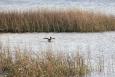 pelican shoreline