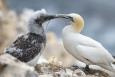 Cape St. Mary's Gannet parent and chick touch beaks with nest material under them 