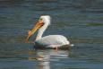 White Pelican in the Gulf of Mexico. Credit: U.S. Dept. of Interior