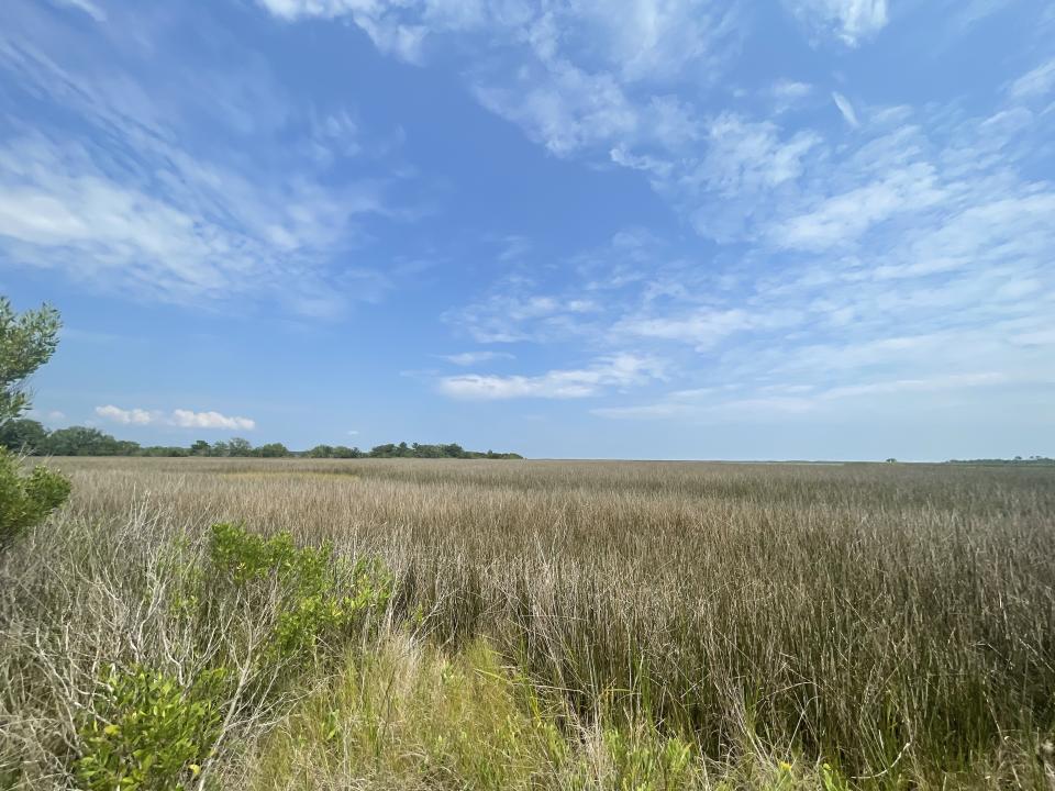 a grassy meadow is shown in front of blue skies