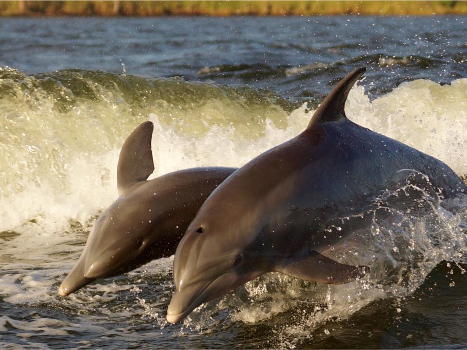 The update includes information on the Alabama Trustee Implementation Group’s ongoing restoration projects. (Photo: Pamela Hodges) two dolphins jumping in the water