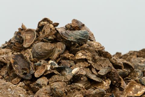 a stack of wild oysters is shown 