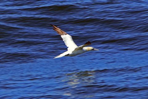 a white bird flies over the blue ocean