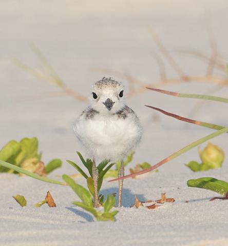 a small white bird is standing on sandy ground with small green plants around it 