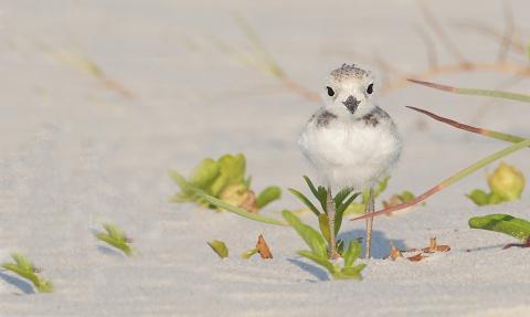 a small white bird with a black beak stands on a sandy ground