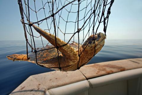 A turtle with oil on it hangs in a net near the edge of a boat